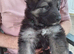 Long Hair German Shepherd Puppies
