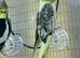 Cockatiels