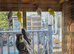 Budgies