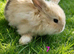 Mini lop babies