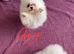 Snow White Pomeranians