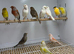 Canaries