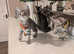 Adorable kittens in London(SE18)
