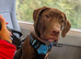 Presa canario/American bulldog pups ready to leave