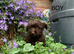 Tiny Beautiful Schnoodle Puppies