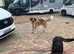 Puppy sale