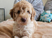 Outstanding Cavapoo Puppies