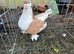 Lahore cock