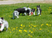 Last Boy border collie