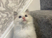 Pedigree Maine Coon x Pedigree Ragdoll Kittens Ready For New Homes