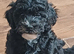 F1bb CAVAPOOCHON puppies