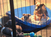 Jack Russell puppies