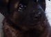 Puppies