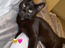 Bombay kitten &pound;20