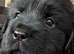 Chow chow x springer