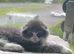 Maine Coon x Scottish Fold, 8 weeks, big, folded ears