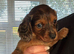 Miniature Dachshunds