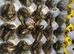 500 feeder roach colony with adult breeding males and females ( well fed and very healthy)