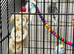 Baby budgies