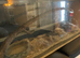 Corn snake and full set up