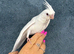 3 hand reared, tame cockatiels.