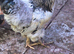 Brahma rooster