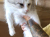 18 month old female maine coon