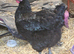 1 jersey giant hen