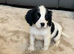 7 beautiful Cocker spaniels