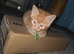 Ginger kittens