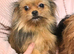 Minuture Yorkipom
