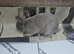 Pure grey bunnie rabbit