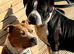 Enzo is looking for a loving family