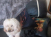 imperial shih tzu girl