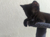 3 Perfectly Adorable Kittens Ready For Their Forever Homes