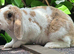 Young Mini Plush Lops available. Hypoallergenic fur.