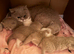 Beautiful British Shorthair Kittens