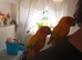 Dna tame breeding pair