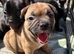 Frenchbully