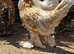 Sablepoot Pullets