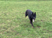 Bi colour German Shepherd male