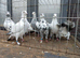Tiger grizzle pigeons