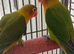 Fischers lovebirds for sale