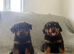 Now ready to leave German rottweiler puppies