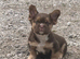 Unique french bulldog pups all priced differently