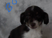 4 beautiful Jackapoo puppies ready to go