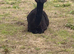 10 month old male alpaca