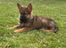 9 weeks old (boy)