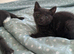 2 kittens