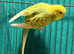 Young Indoor-Raised Budgies — perfect pets Cheshire